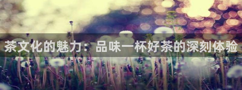 安信安盈12最新消息