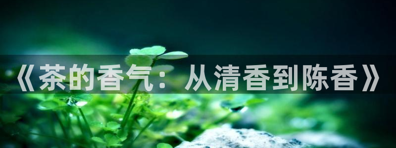 安信主管su金12手12指tq