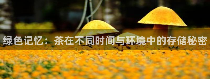 安信4特邀55 12