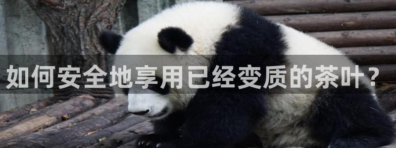 安信12是啥