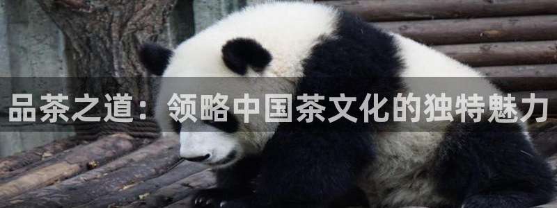 安信可wb12