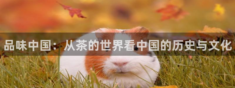 安信12软件介绍