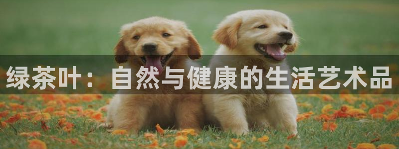 安信12平台开户