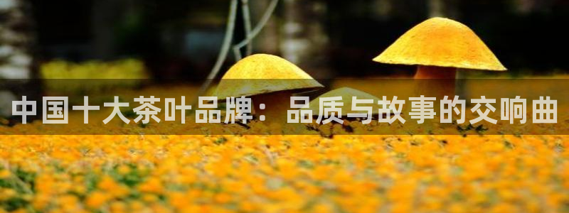 安信12娱乐主管