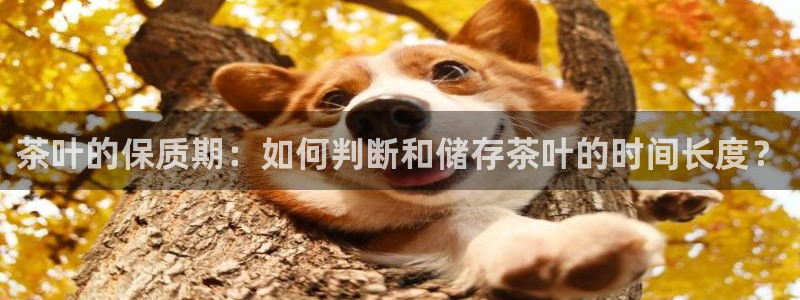 安信可12f