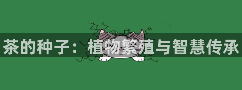 安信12是正规还是仿