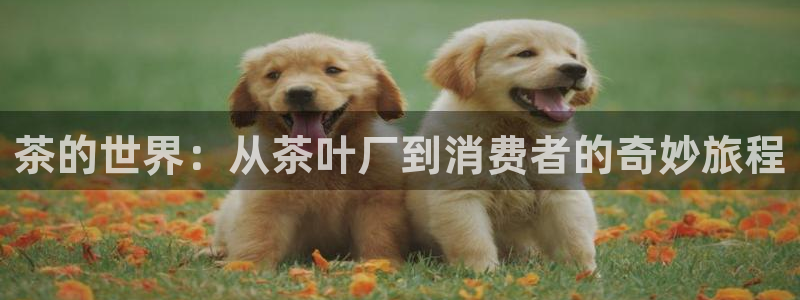 安信可wb12