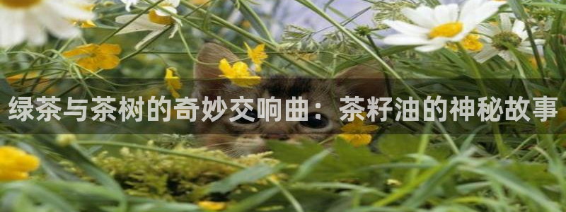 安信12是什么平台